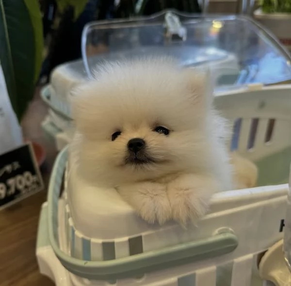 Bellissimi cuccioli di Pomerania Volpino | Foto 0
