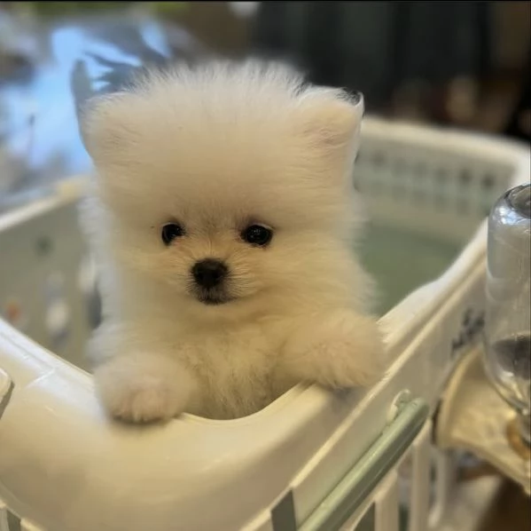 Bellissimi cuccioli di Pomerania Volpino