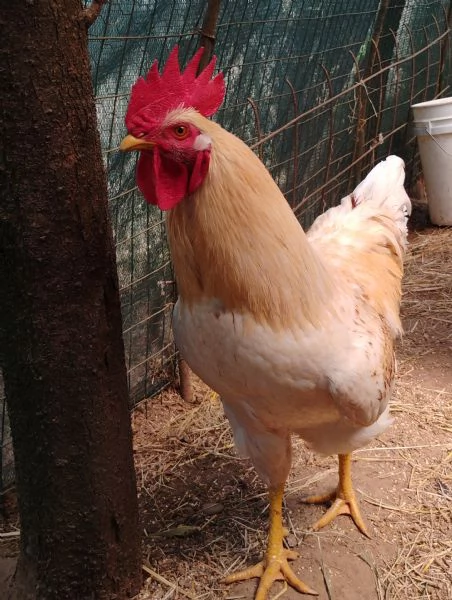 Coppia di Galli Comet | Foto 2