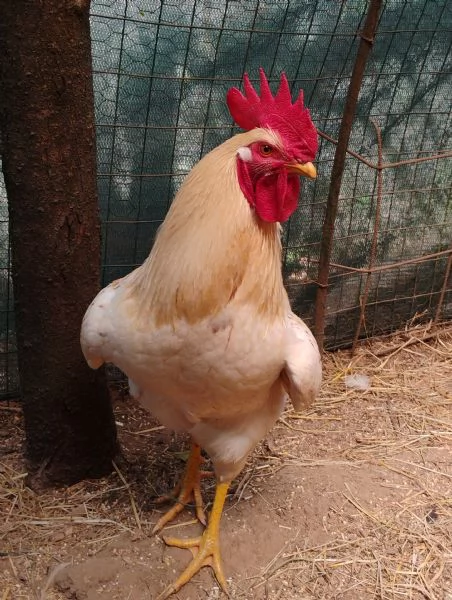 Coppia di Galli Comet | Foto 1