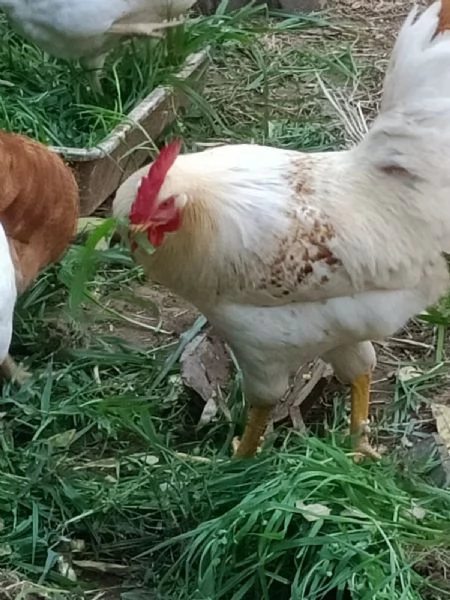 Coppia di Galli Comet