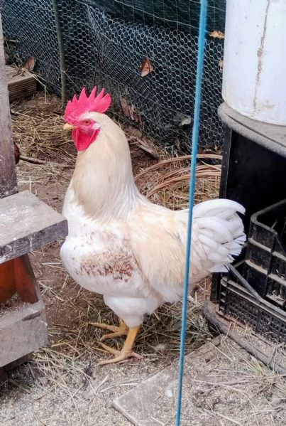 Coppia di Galli Comet | Foto 0