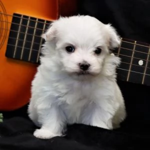   MALTESE