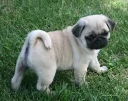    CARLINO 