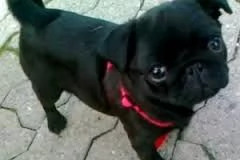    CARLINO  | Foto 0