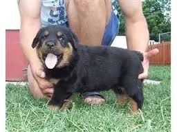   ROTTWEILER  | Foto 0