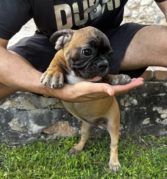 Bulldog francese 3 maschietti