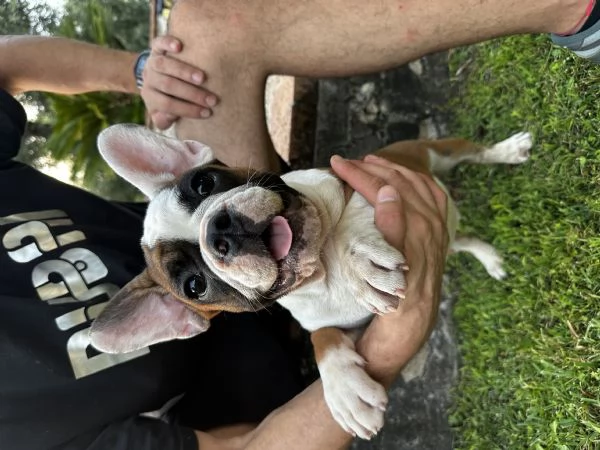 Bulldog francese 3 maschietti | Foto 5