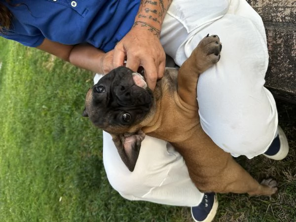 Bulldog francese 3 maschietti | Foto 4