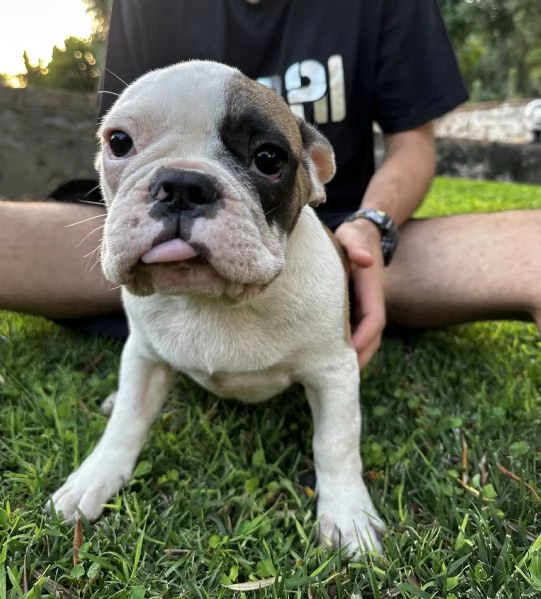 Bulldog francese 3 maschietti | Foto 3