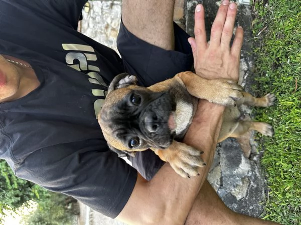 Bulldog francese 3 maschietti | Foto 2