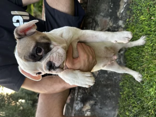 Bulldog francese 3 maschietti | Foto 1