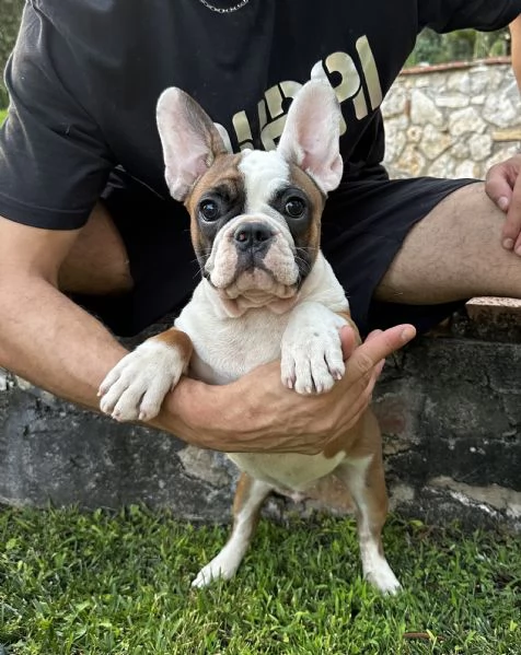 Bulldog francese 3 maschietti | Foto 0