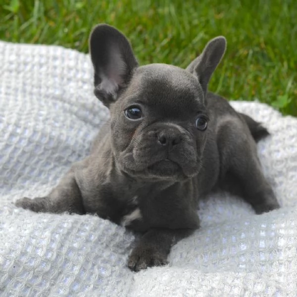 bulldog francese  disponibile di entrambi i sessi | Foto 0
