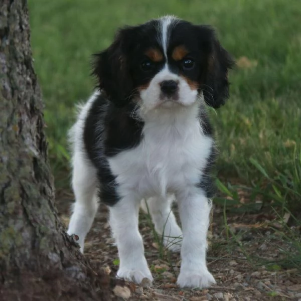cavalier king charles disponibile di entrambi i sessi