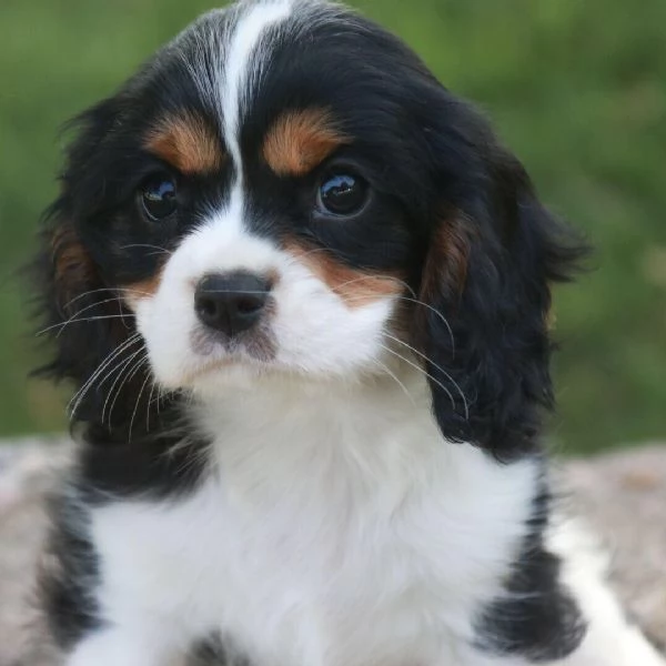 cavalier king charles disponibile di entrambi i sessi | Foto 0