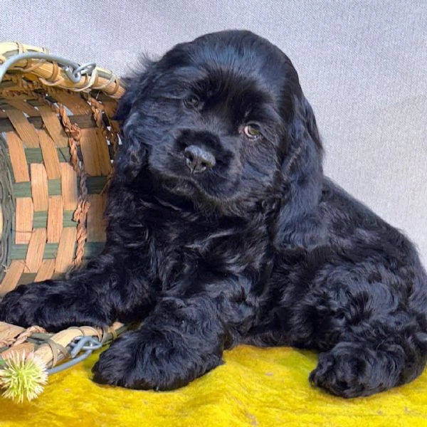  cocker spaniel disponibile di entrambi i sessi