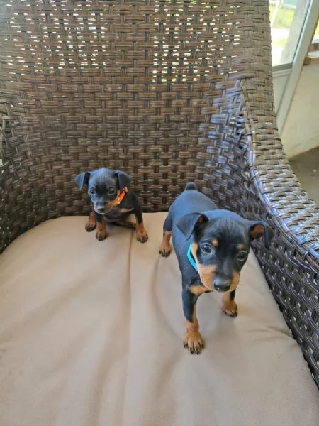 Cuccioli pinchers  maschio e femmina in adozione con pedigree