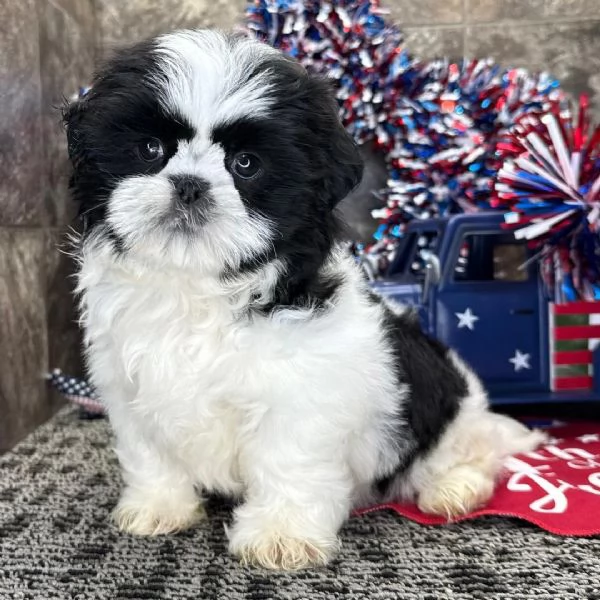 Cuccioli shitzu maschio e femmina in adozione con pedigree, | Foto 0