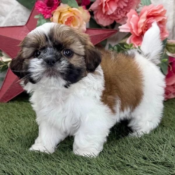 Cuccioli shitzu maschio e femmina in adozione con pedigree,