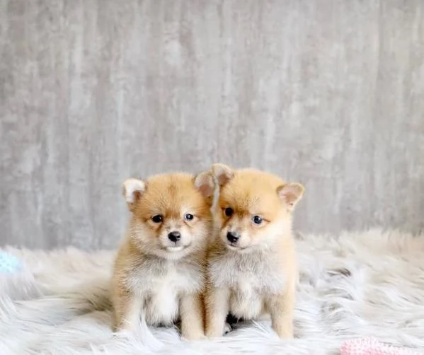 Cuccioli shiba inu maschio e femmina in adozione con pedigree