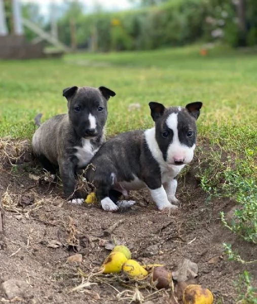 Cuccioli bull terrier maschio e femmina in adozione con pedigree | Foto 0