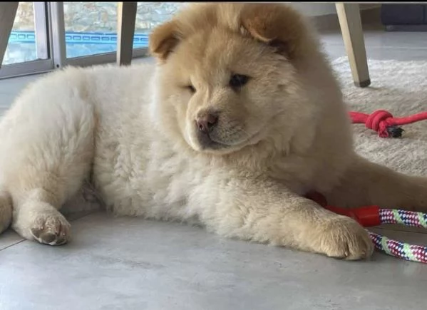 Chow chow disponibile di entrambi i sessi