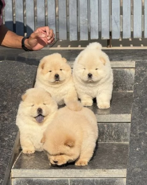 Chow chow disponibile di entrambi i sessi | Foto 0