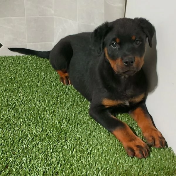 Cucciolo Rottweilers disponibili maschio e  femmina…