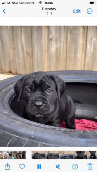 Cucciolo came corso nera disponibili 