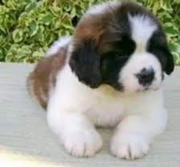 Cucciolo San Bernardo  3mesi con pedigree 