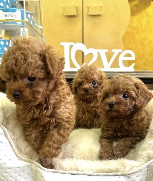 Maschio e femmina red barboncino mini…. | Foto 0