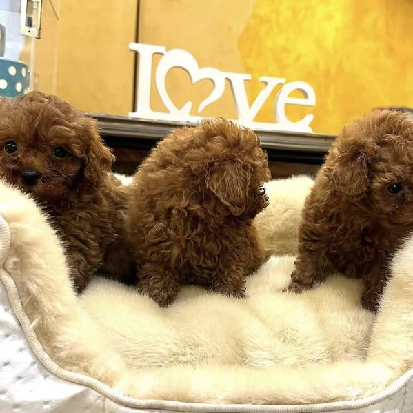 Maschio e femmina red barboncino mini….