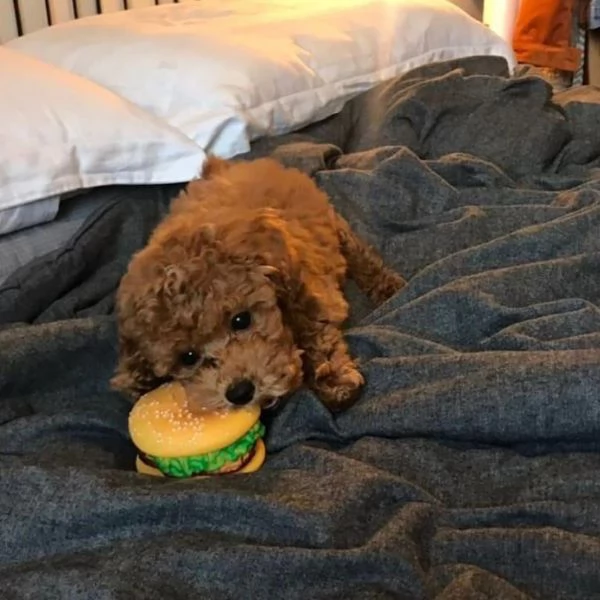 Disponibile per l'adozione, uno splendido cucciolo di Toy Poodle dal colore rosso 