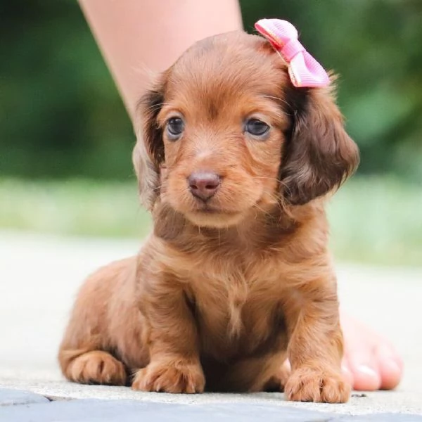 Disponibile per l'adozione, uno splendido cucciolo di bassotto nana | Foto 0
