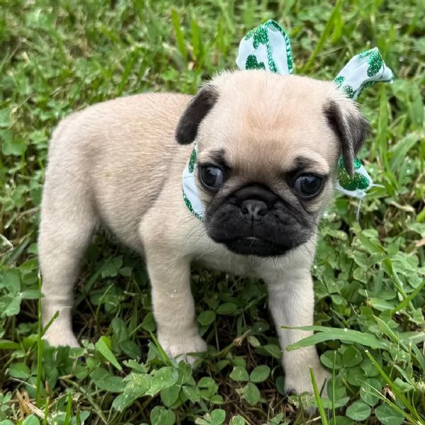 Disponibile per l'adozione, uno splendido cucciolo di carlino con pedigree ENCI