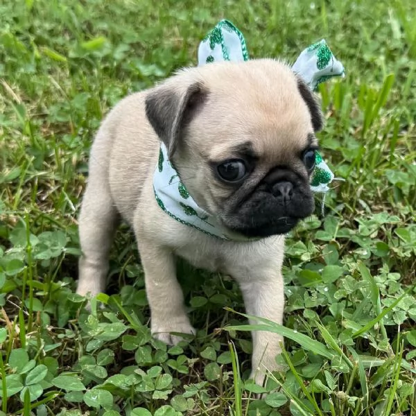 Disponibile per l'adozione, uno splendido cucciolo di carlino con pedigree ENCI | Foto 0