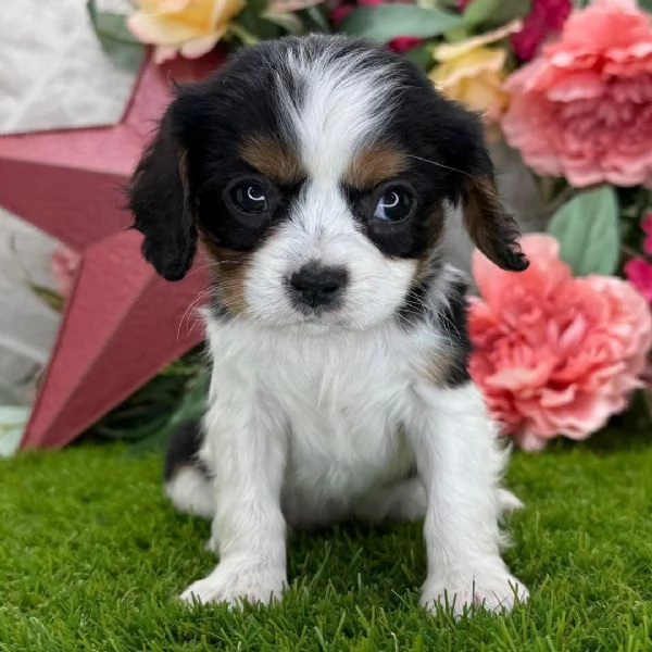 Disponibile per l'adozione, uno splendido cucciolo di cavalier king charlescon pedigree ENCI | Foto 0