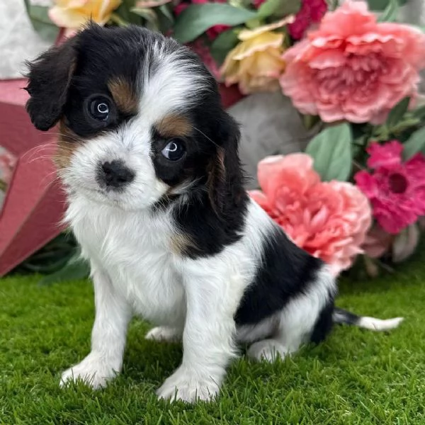 Disponibile per l'adozione, uno splendido cucciolo di cavalier king charlescon pedigree ENCI