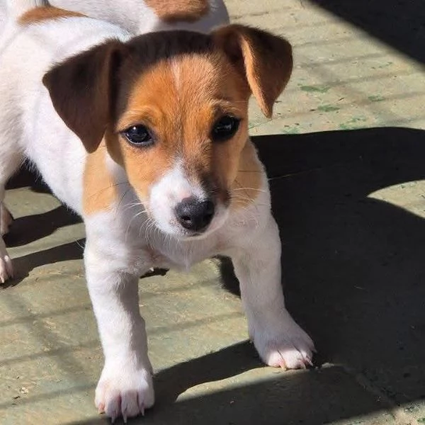 Offerta di adozione maschio e femmina.  Jack Russell  | Foto 0