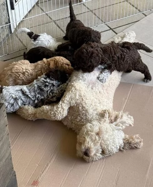 Offerta di adozione maschio e femmina.  Lagotto 