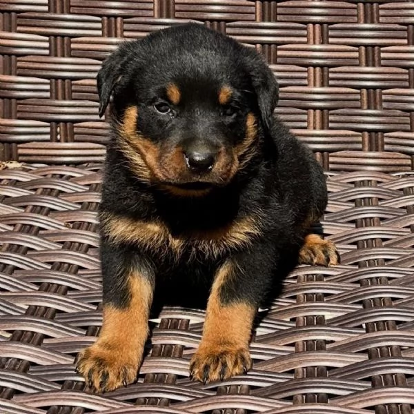 Offerta di adozione maschio e femmina.  ROTTWEILERS  | Foto 0
