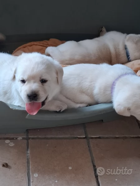 Cuccioli labrador