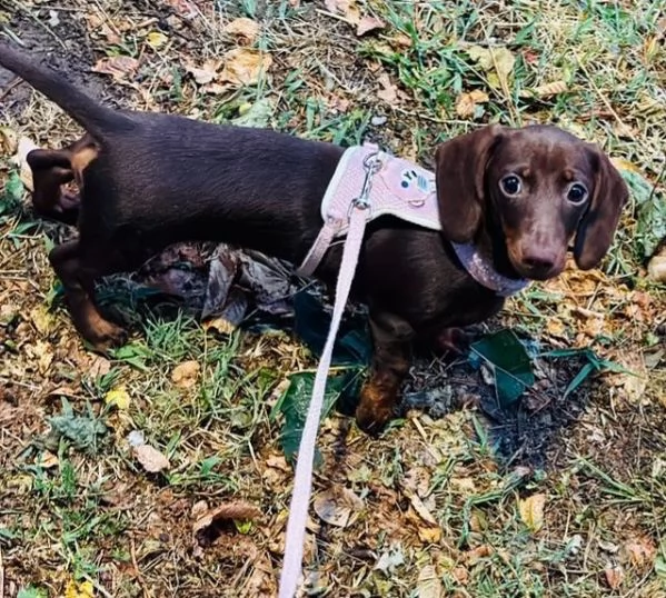 Cucciola bassotto cioccolato