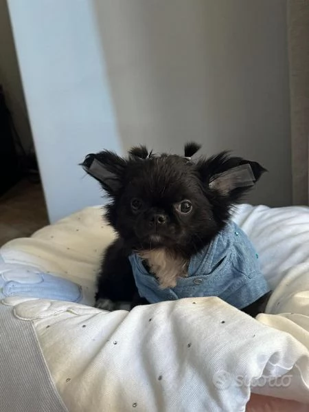 Chihuahua maschio | Foto 0