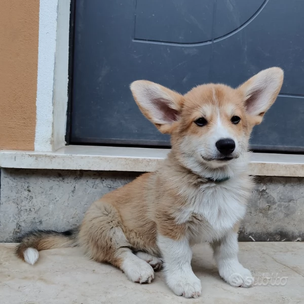 Welsh Corgi Pembroke