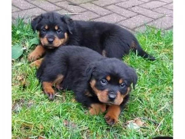 Cucciola rottweiler | Foto 0