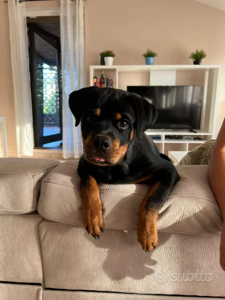 Cucciola rottweiler