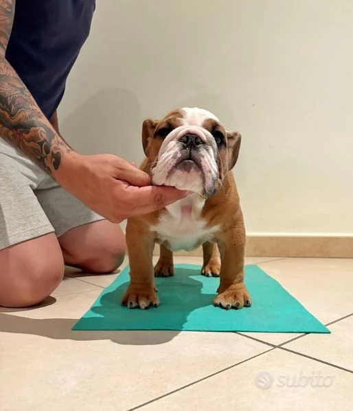 Cucciolo di bulldog inglese | Foto 0