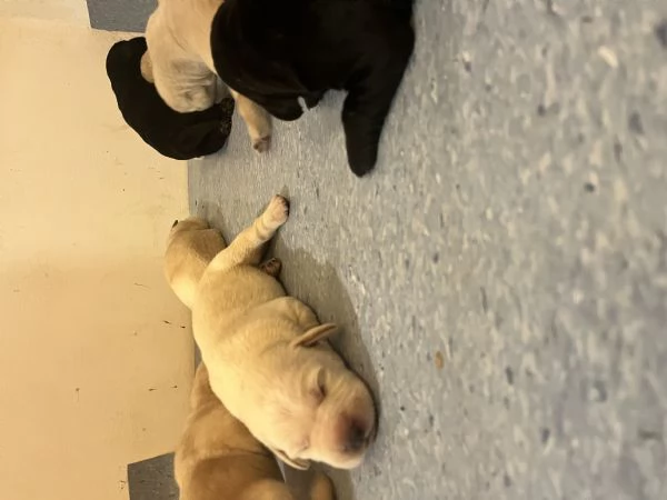 Cuccioli Labrador 
